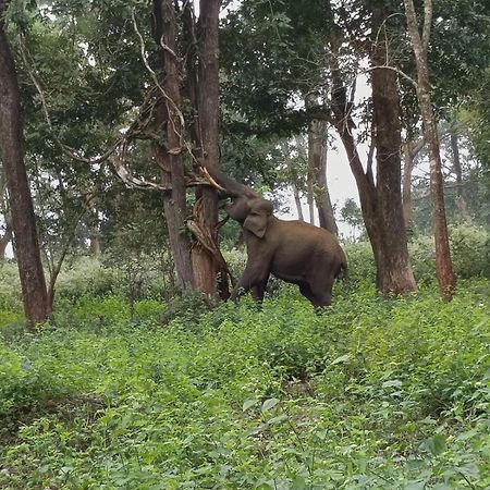 Chegāt Kuruva Shoreline Wayanad מראה חיצוני תמונה