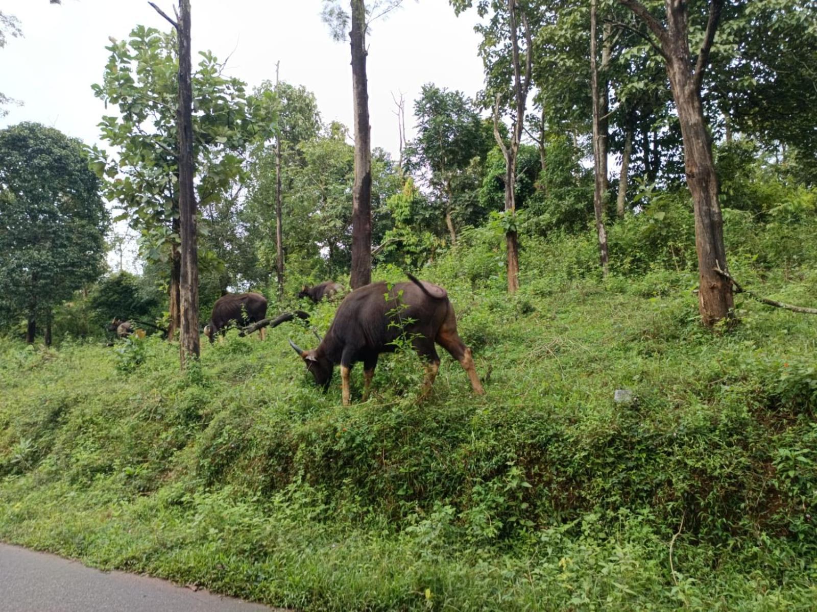 Chegāt Kuruva Shoreline Wayanad מראה חיצוני תמונה