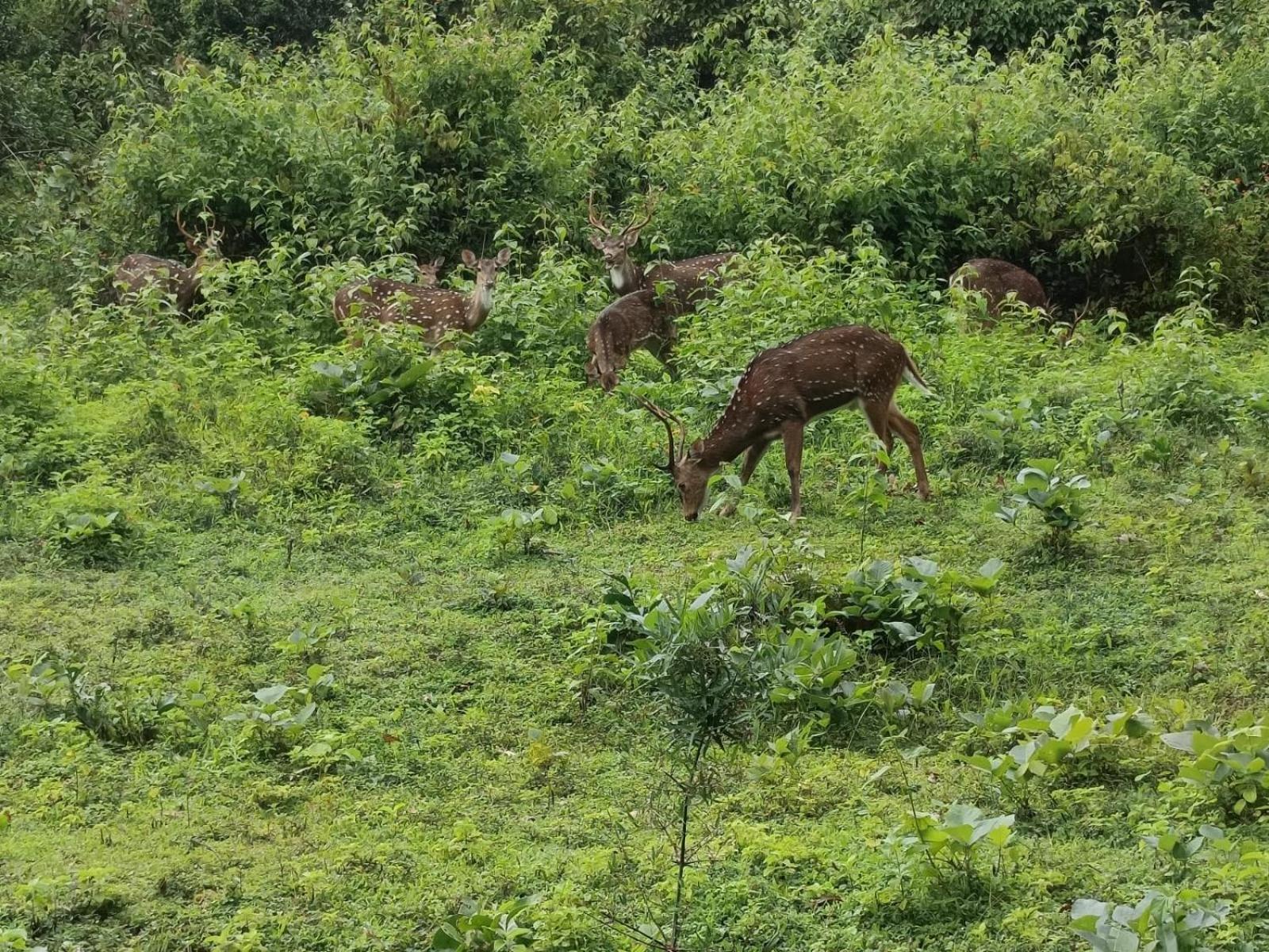 Chegāt Kuruva Shoreline Wayanad מראה חיצוני תמונה