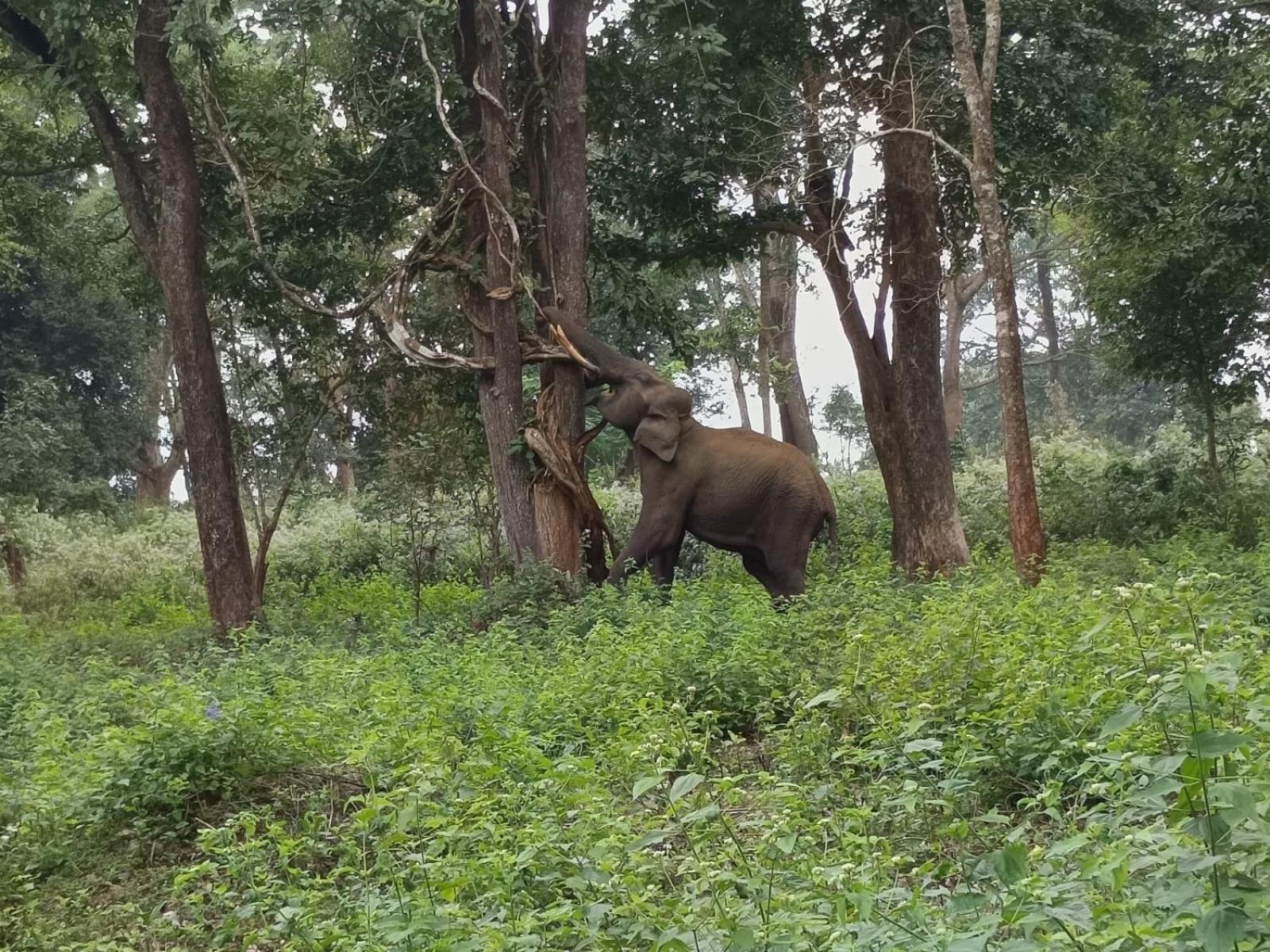 Chegāt Kuruva Shoreline Wayanad מראה חיצוני תמונה